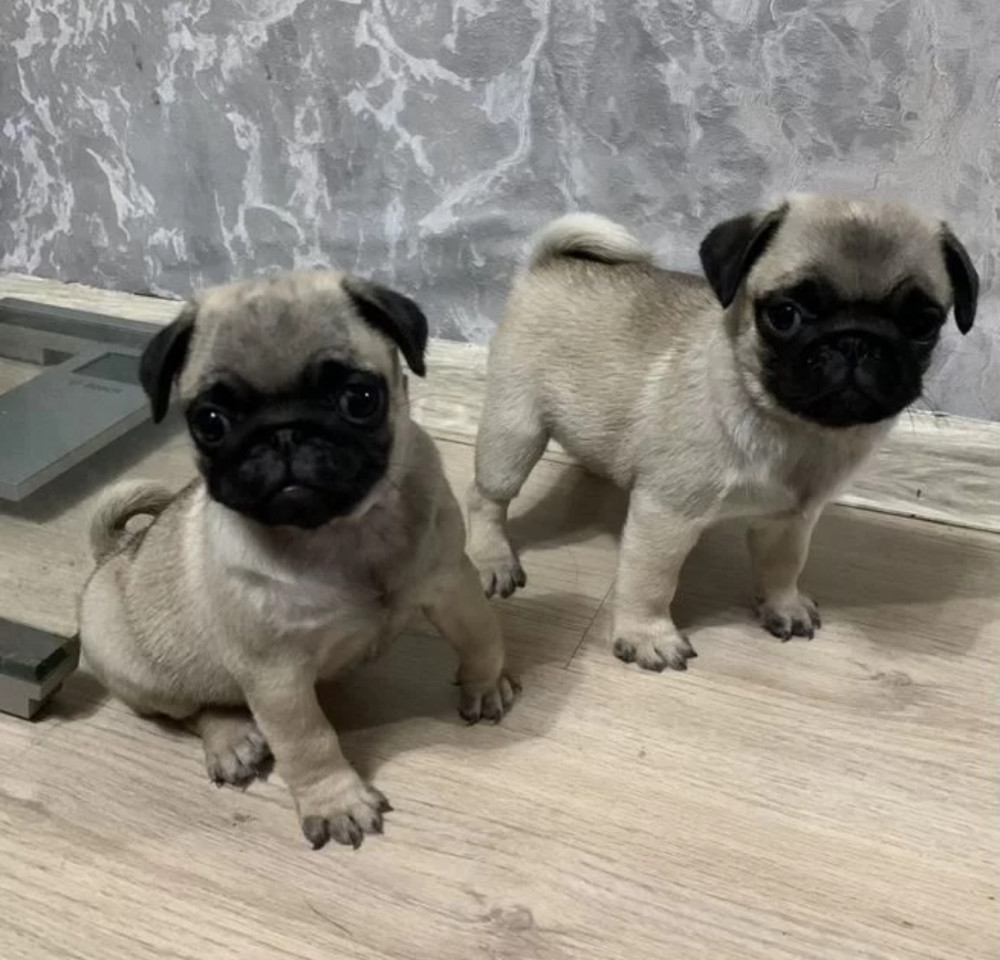 Two Pug Boys Looking for Loving and Responsible Owners in New York (NY)