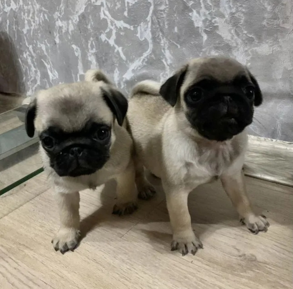 Two Pug Boys Looking for Loving and Responsible Owners in New York (NY)