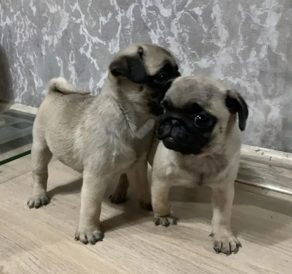 Two Pug Boys Looking for Loving and Responsible Owners in New York (NY)