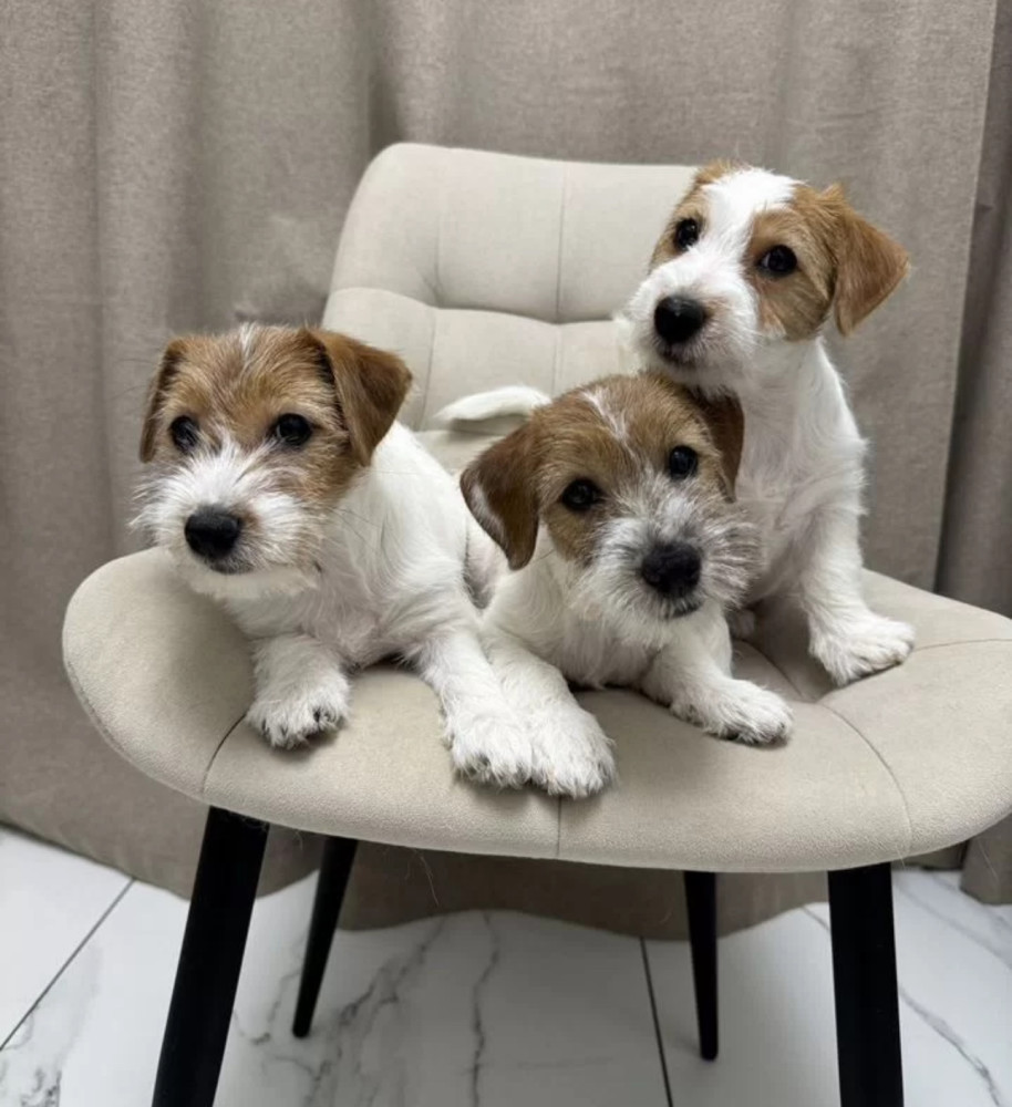 Jack Russell Terrier Puppies for Sale in Florida (FL)