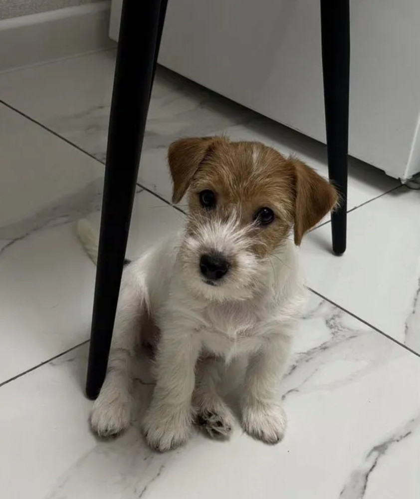 Jack Russell Terrier Puppies for Sale in Florida (FL)