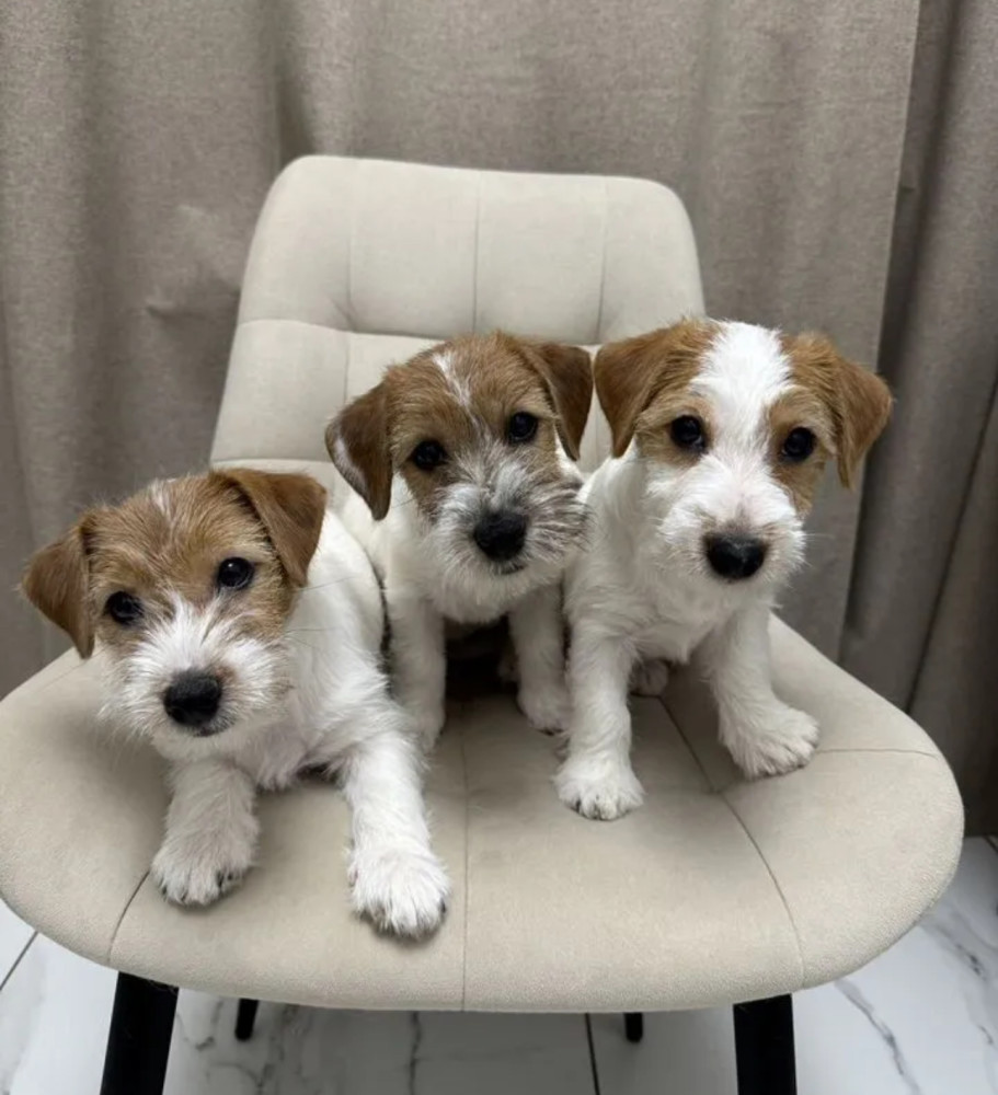 Jack Russell Terrier Puppies for Sale in Florida (FL)