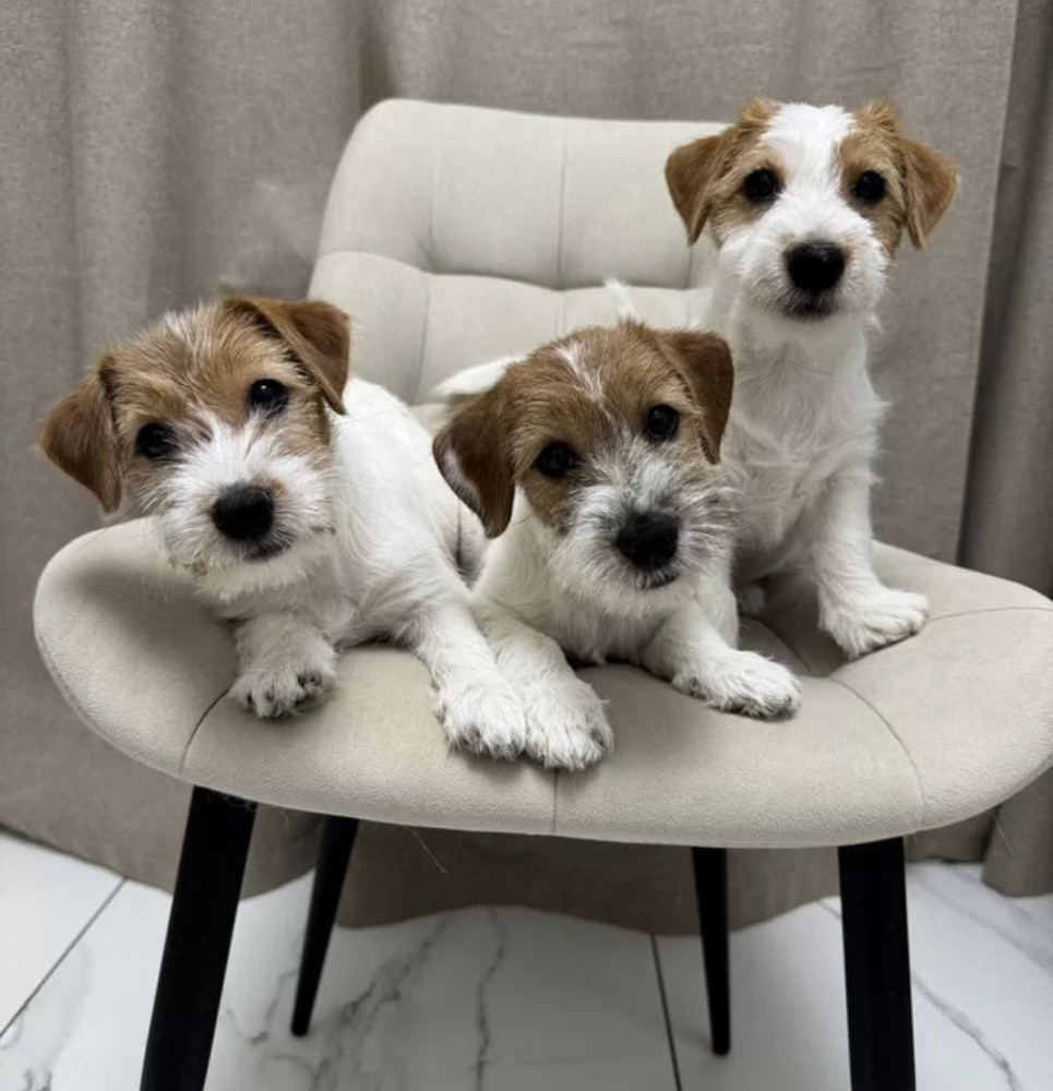 Jack Russell Terrier Puppies for Sale in Florida (FL)