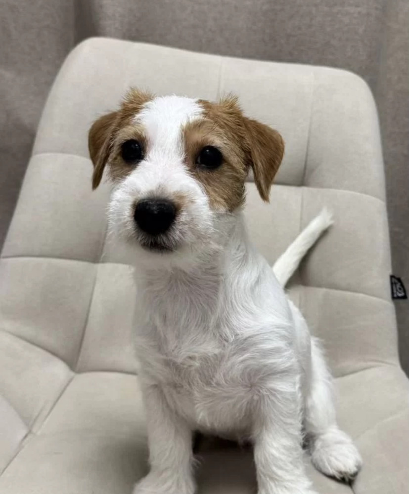 Jack Russell Terrier Puppies for Sale in Florida (FL)