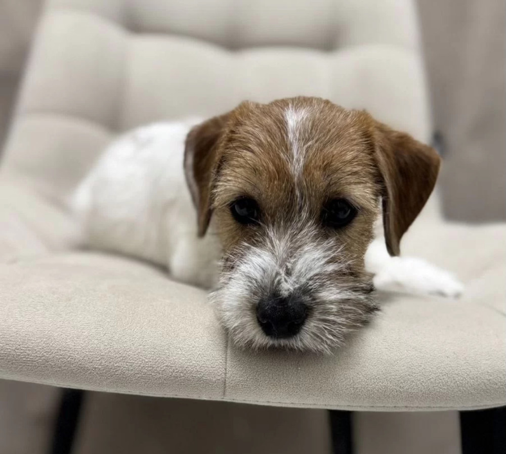 Jack Russell Terrier Puppies for Sale in Florida (FL)