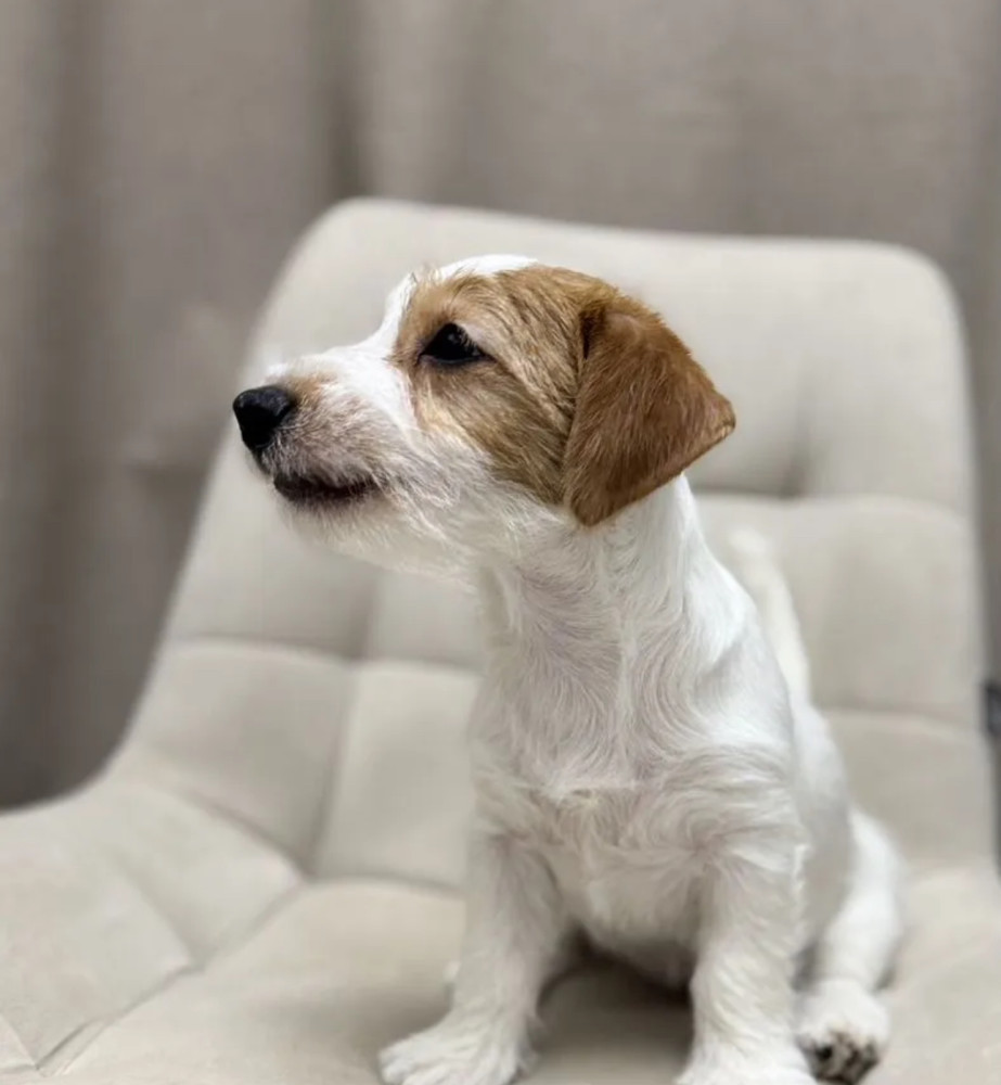 Jack Russell Terrier Puppies for Sale in Florida (FL)