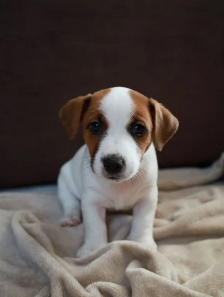 Jack Russell Terrier Girl Looking for a Home in Queens (New York)