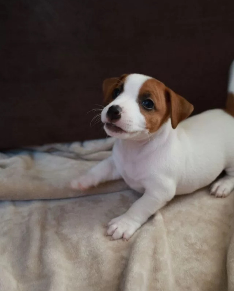 Jack Russell Terrier Girl Looking for a Home in Queens (New York)