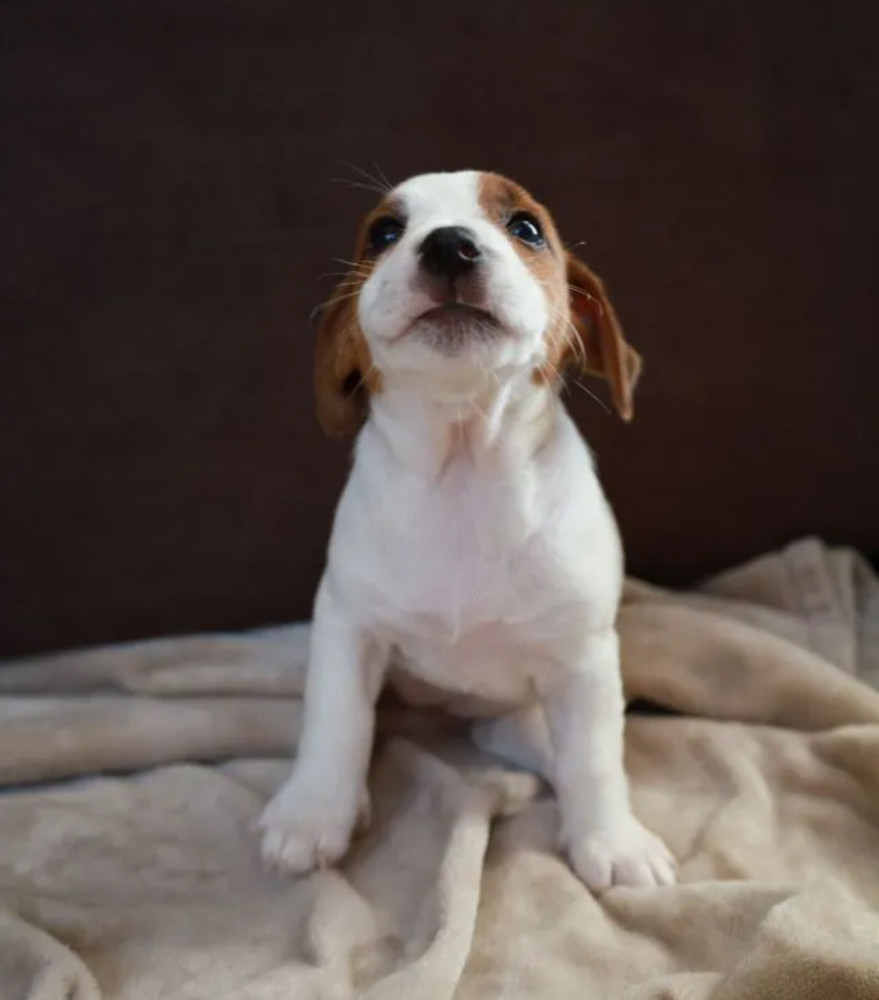 Jack Russell Terrier Girl Looking for a Home in Queens (New York)