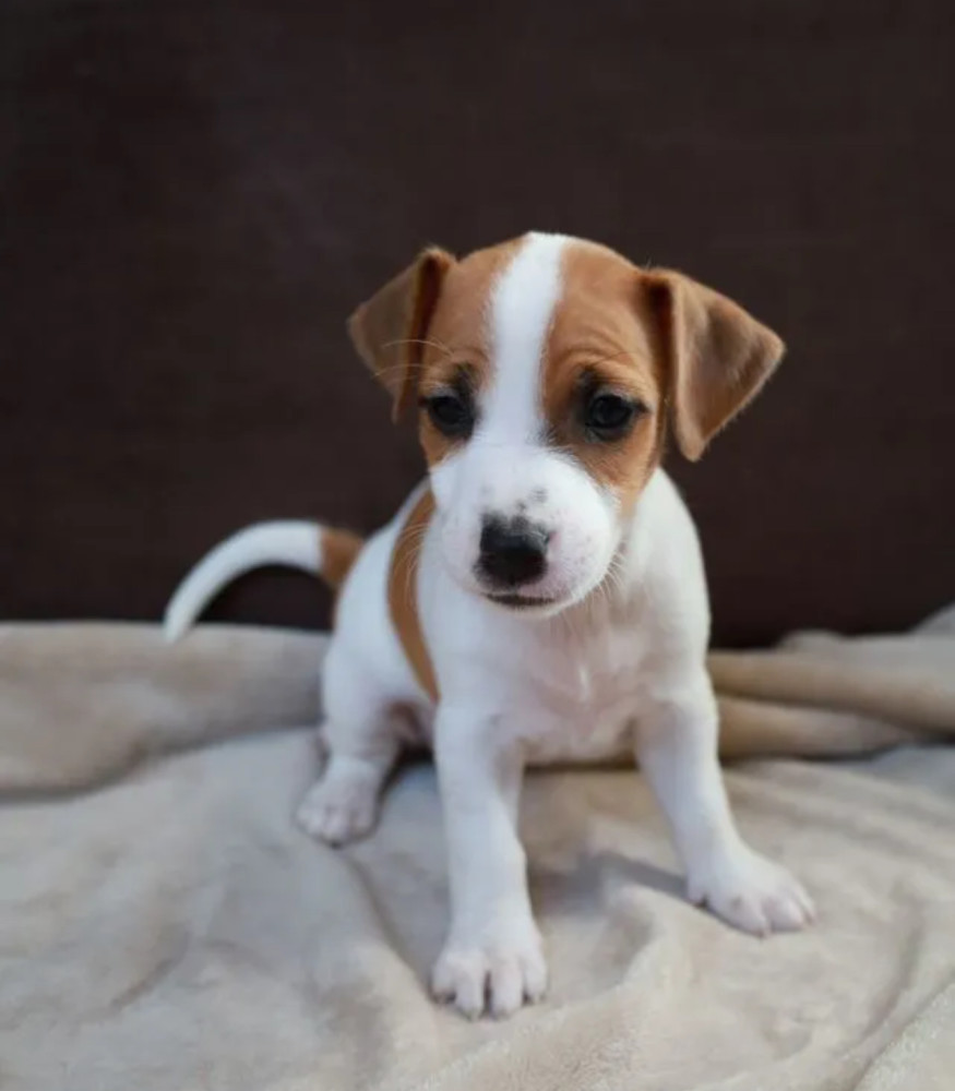 Jack Russell Terrier Girl Looking for a Home in Queens (New York)
