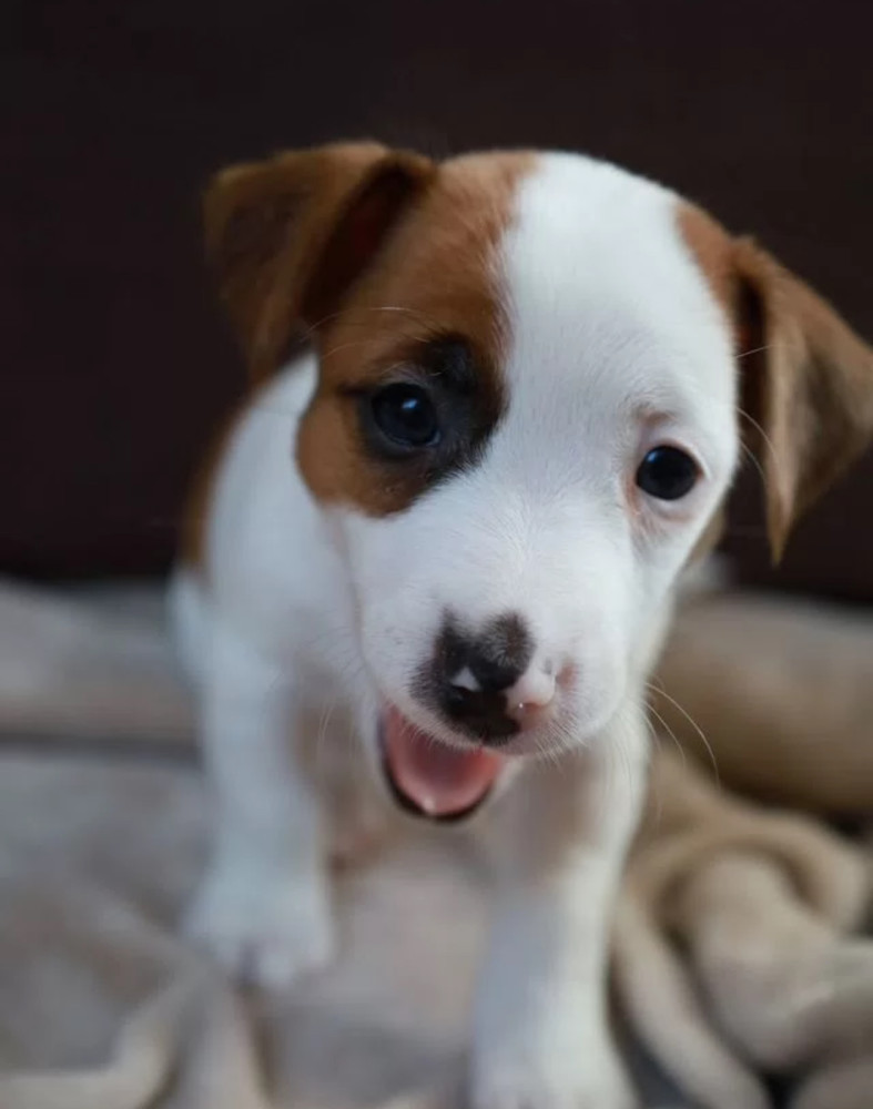 Jack Russell Terrier Girl Looking for a Home in Queens (New York)