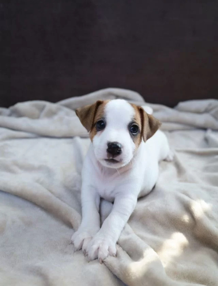 Jack Russell Terrier Girl Looking for a Home in Queens (New York)