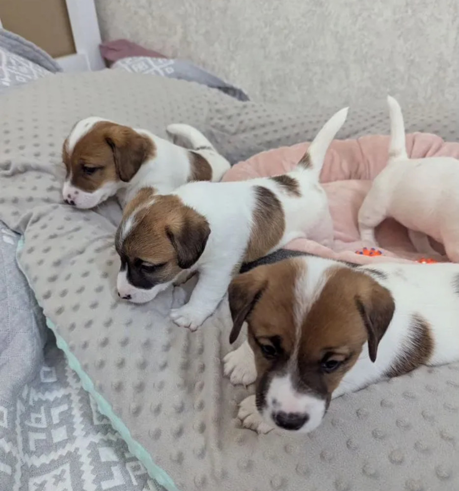 Jack Russell Terrier Puppies for Sale in Texas (TX)