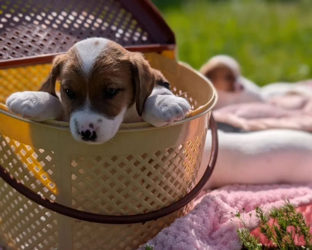 Jack Russell Terrier Puppies for Sale in Texas (TX)