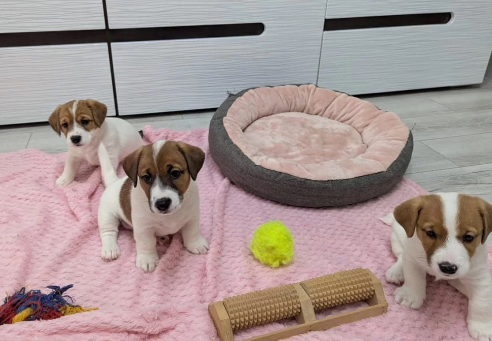 Jack Russell Terrier Puppies for Sale in Texas (TX)