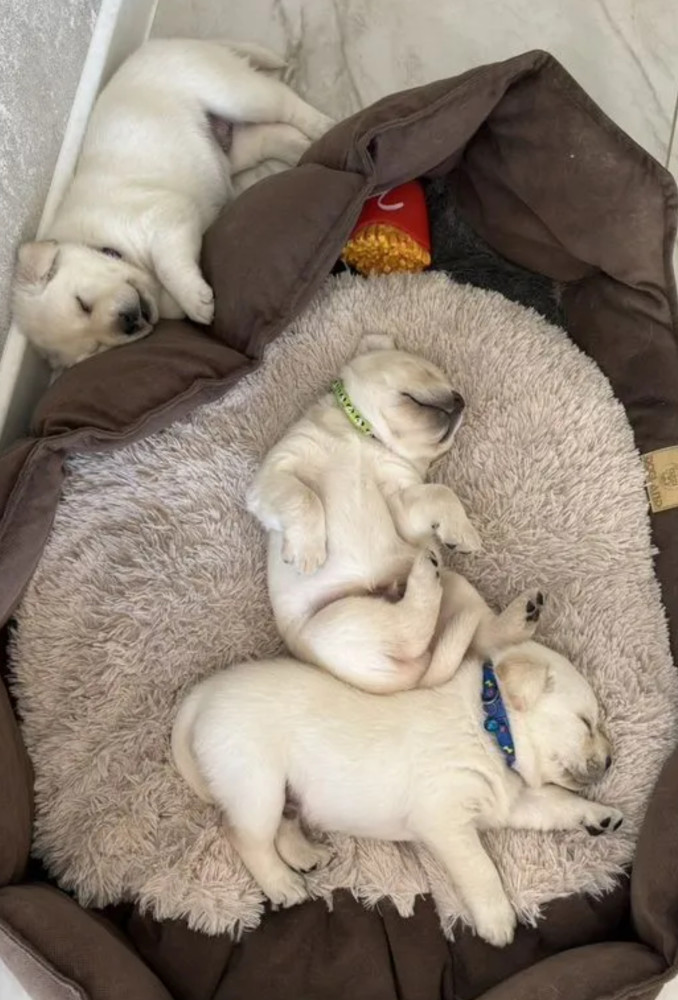 Labrador Retriever Puppies for Sale in California (CA)
