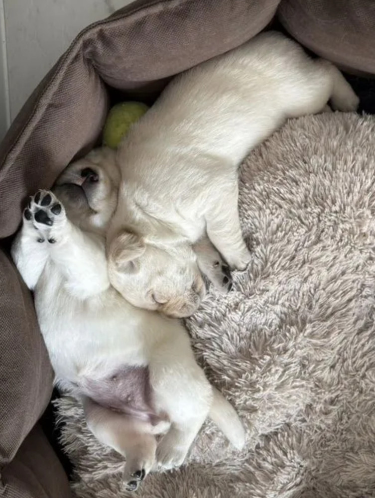 Labrador Retriever Puppies for Sale in California (CA)
