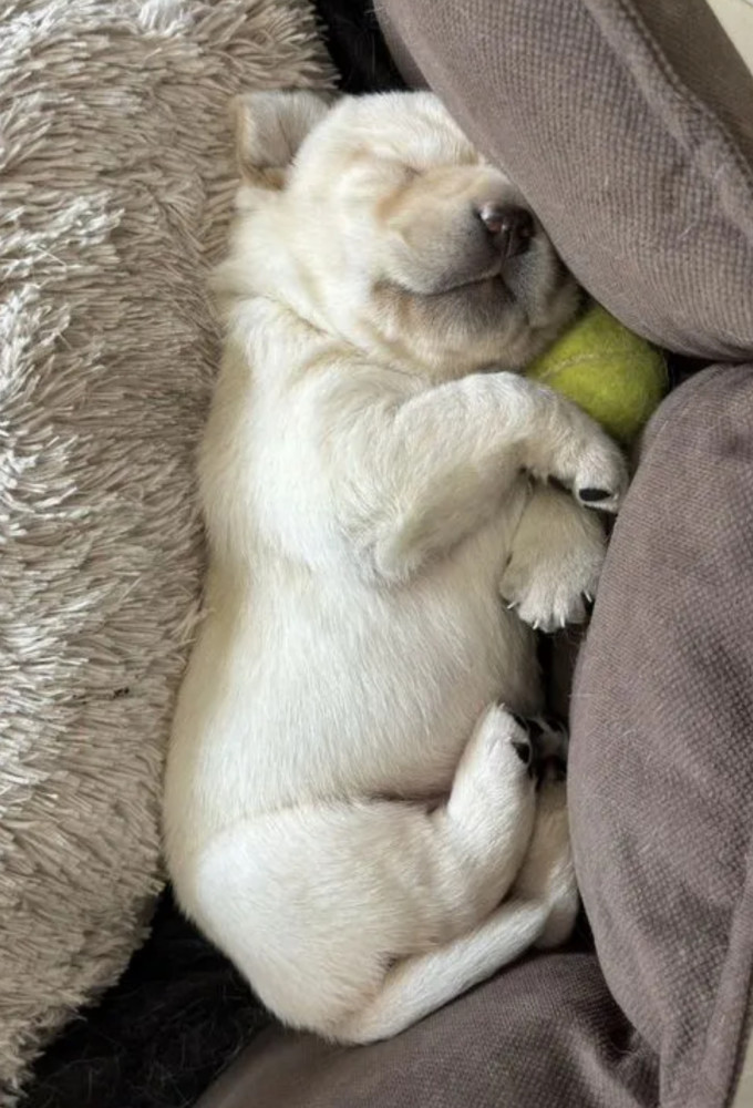 Labrador Retriever Puppies for Sale in California (CA)