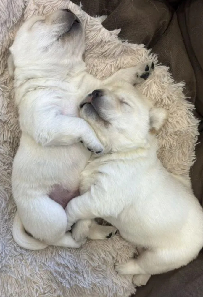 Labrador Retriever Puppies for Sale in California (CA)
