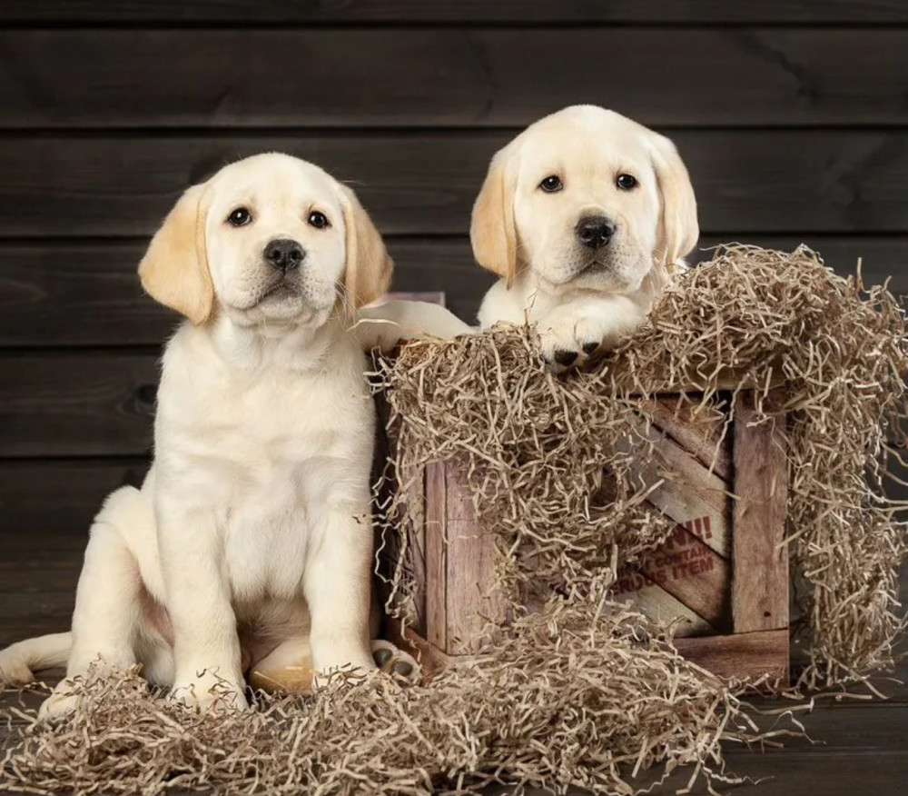 Labrador Retriever Boy and Girl Puppies Looking for Loving Owners in Boston (Massachusetts)