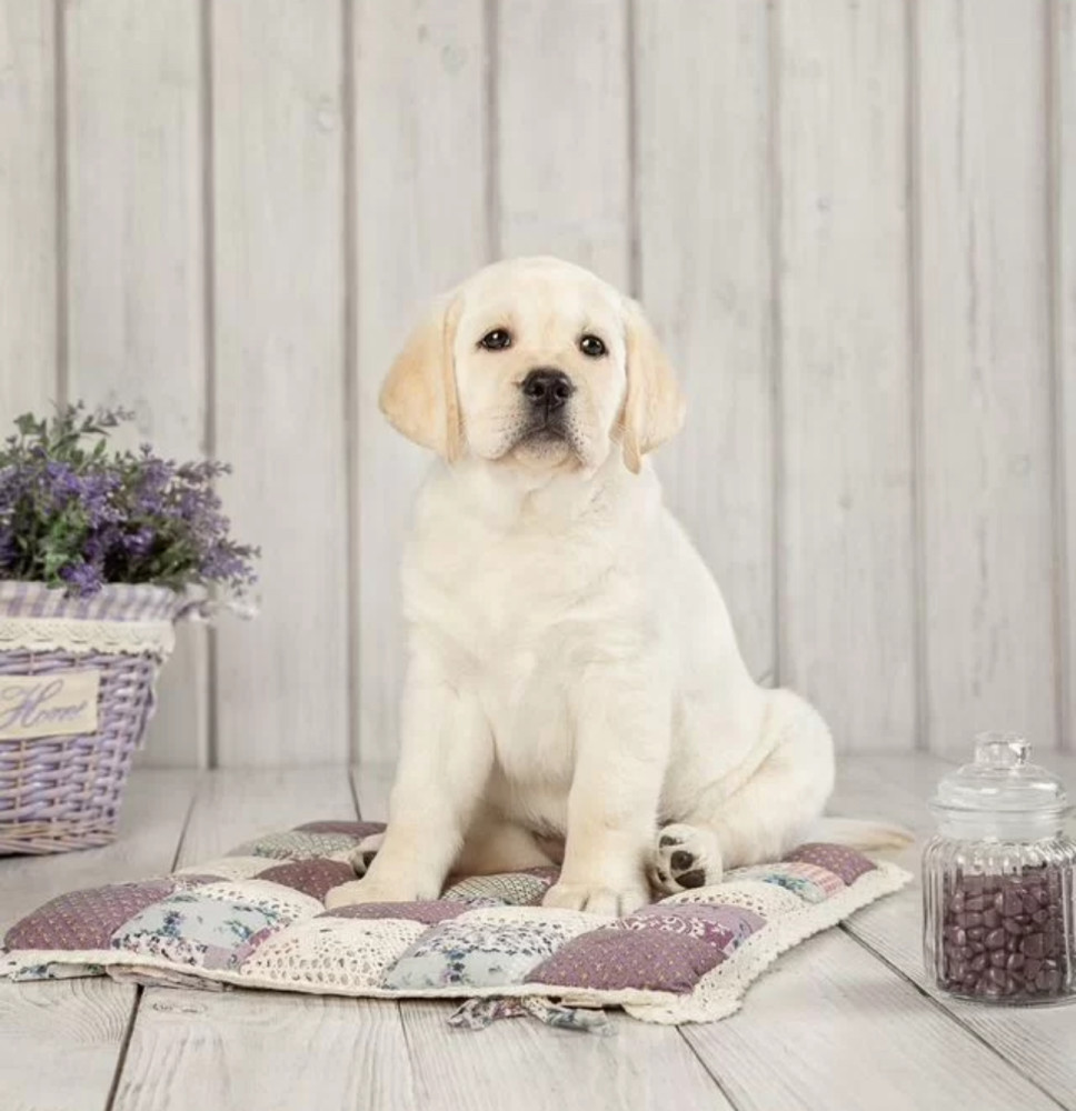 Labrador Retriever Boy and Girl Puppies Looking for Loving Owners in Boston (Massachusetts)