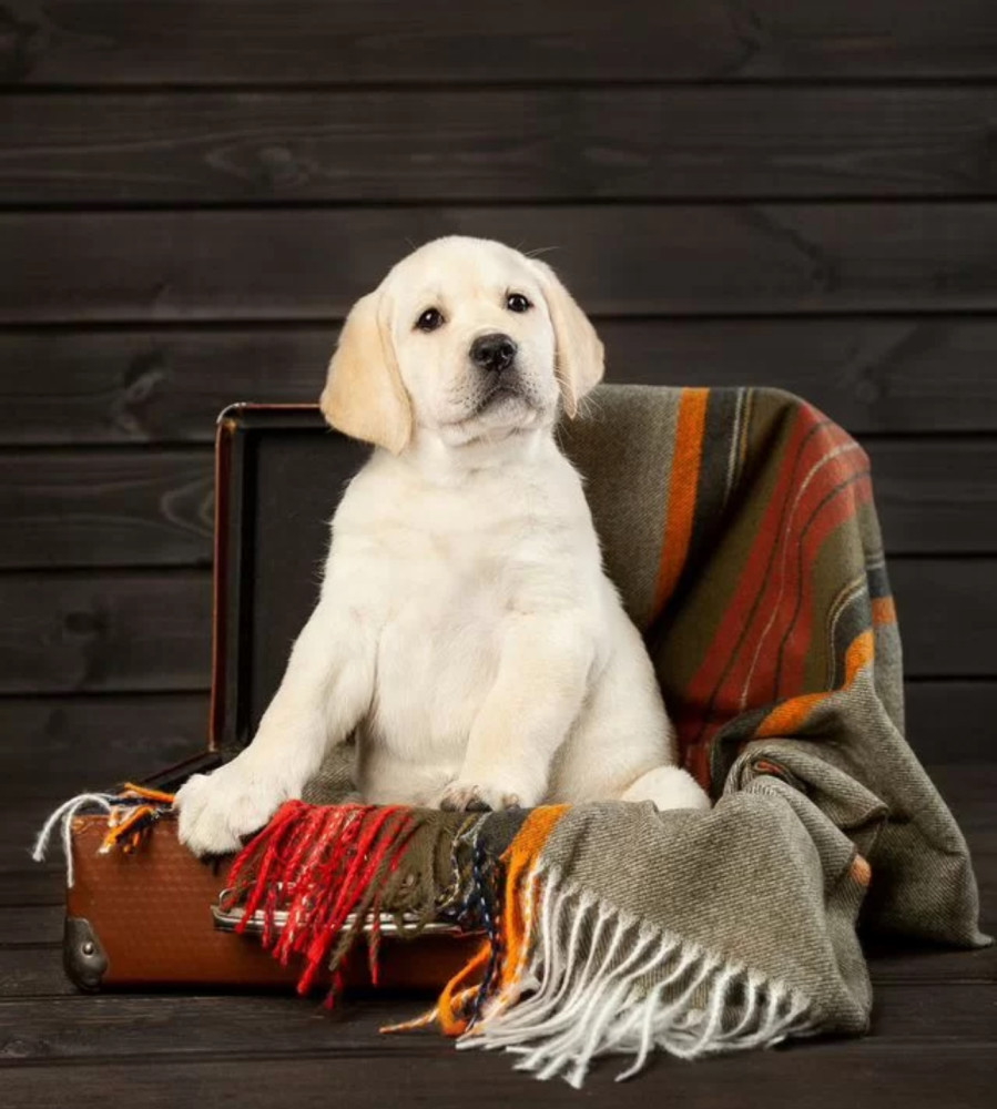 Labrador Retriever Boy and Girl Puppies Looking for Loving Owners in Boston (Massachusetts)
