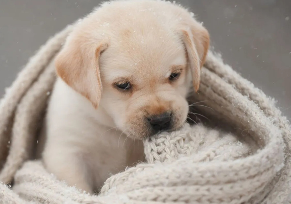 Male Labrador Retriever Puppy Looking for a Loving Home in North Carolina (NC)