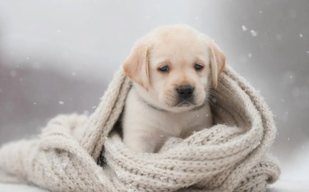 Male Labrador Retriever Puppy Looking for a Loving Home in North Carolina (NC)