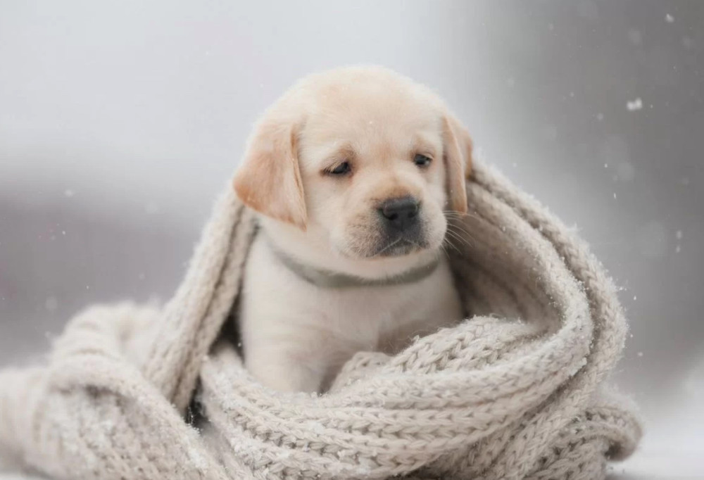 Male Labrador Retriever Puppy Looking for a Loving Home in North Carolina (NC)