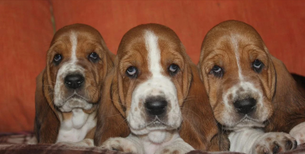 Basset Hound Puppies for Sale in California (CA)