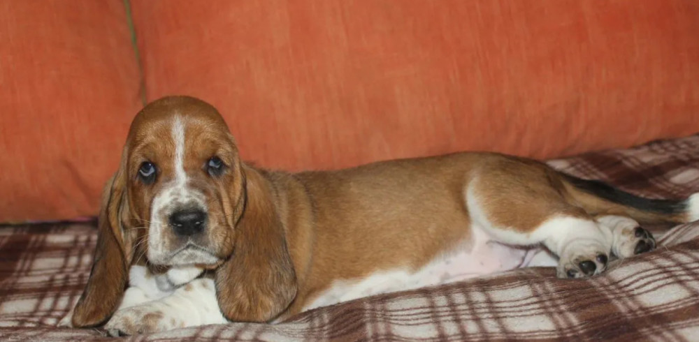 Basset Hound Puppies for Sale in California (CA)