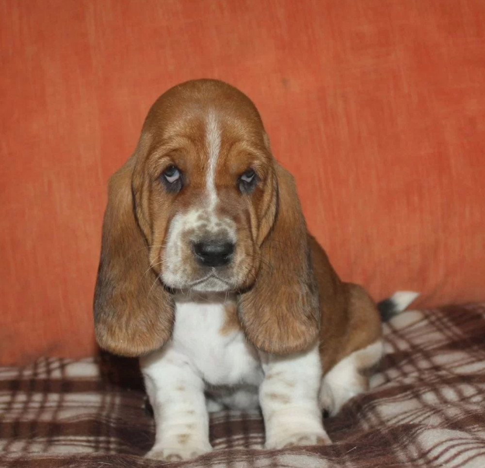 Basset Hound Puppies for Sale in California (CA)