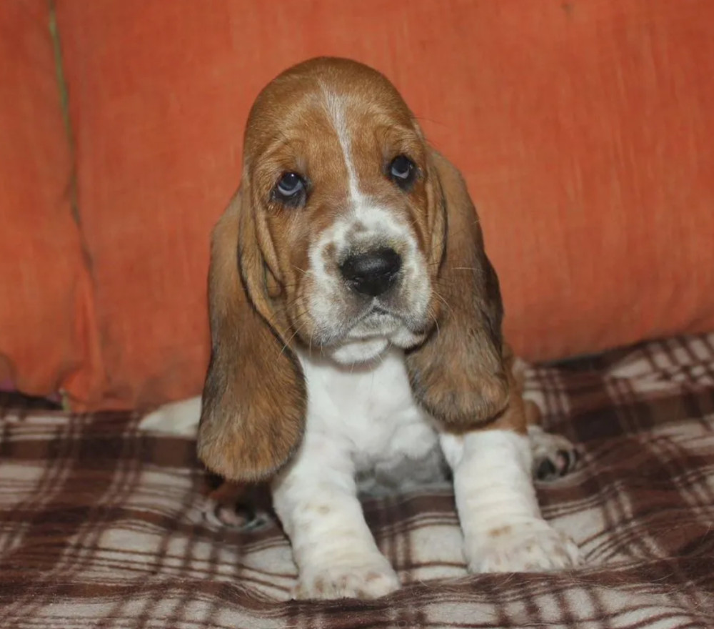 Basset Hound Puppies for Sale in California (CA)