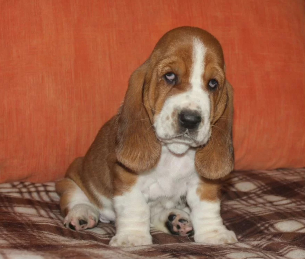 Basset Hound Puppies for Sale in California (CA)