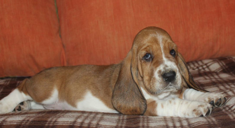 Basset Hound Puppies for Sale in California (CA)