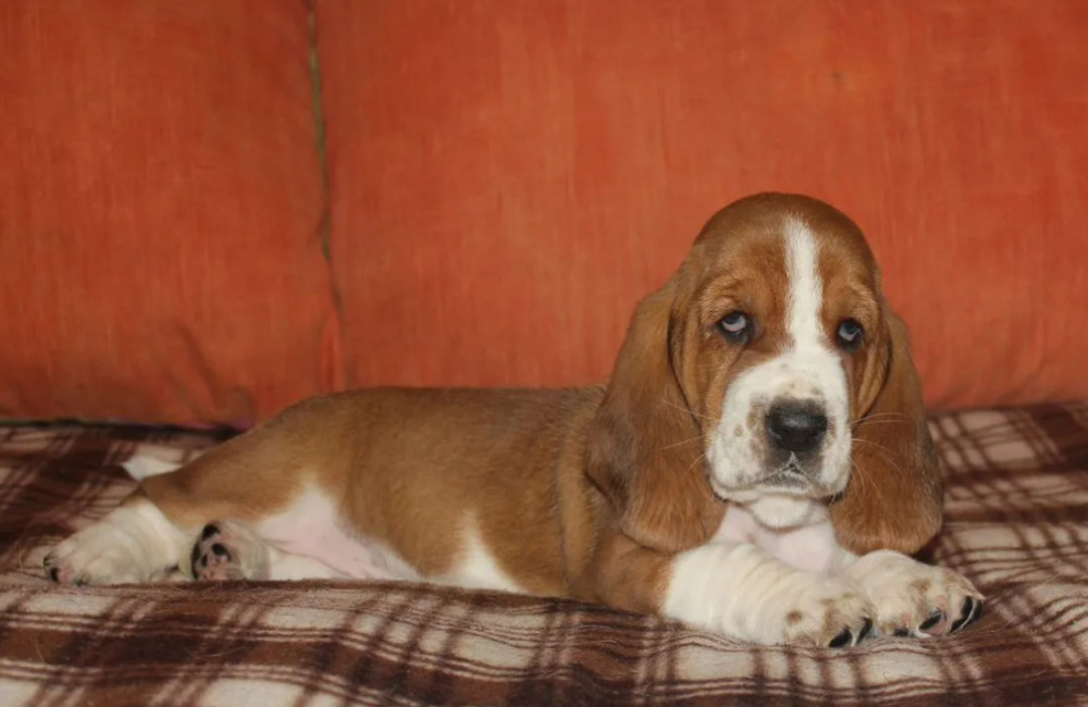Basset Hound Puppies for Sale in California (CA)