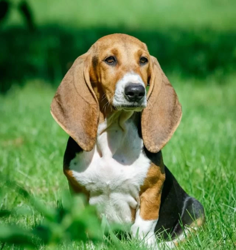 Basset Hound Girl Puppy Looking for a Home in Detroit (MI)
