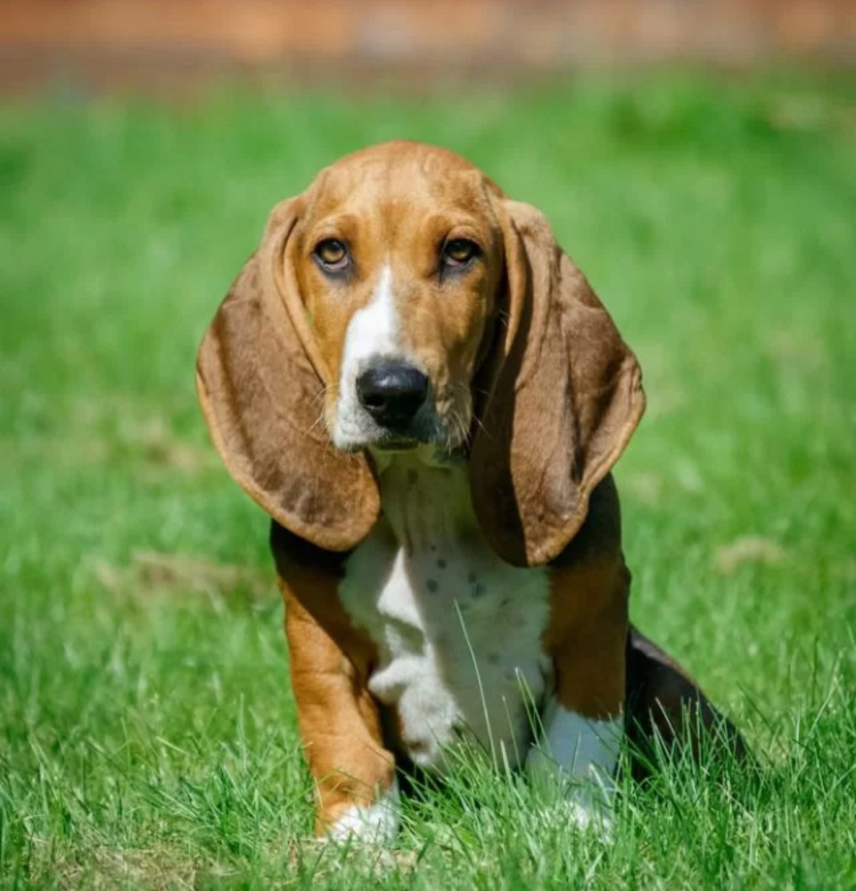 Basset Hound Girl Puppy Looking for a Home in Detroit (MI)