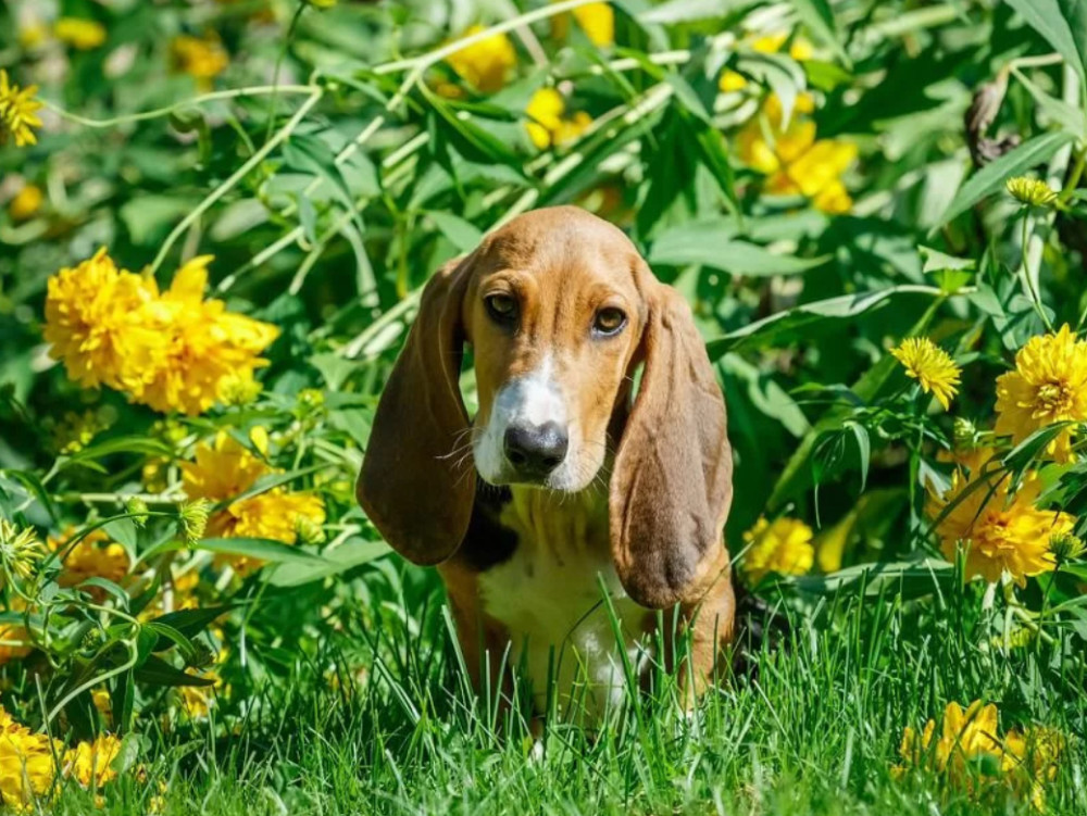 Basset Hound Girl Puppy Looking for a Home in Detroit (MI)