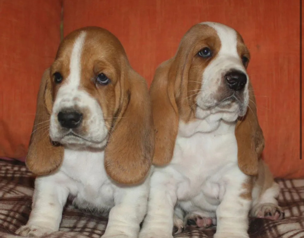 Basset Hound Boy and Girl Puppies Looking for a Home in New York (NY)