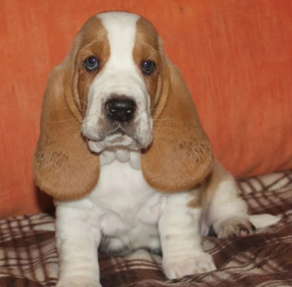 Basset Hound Boy and Girl Puppies Looking for a Home in New York (NY)