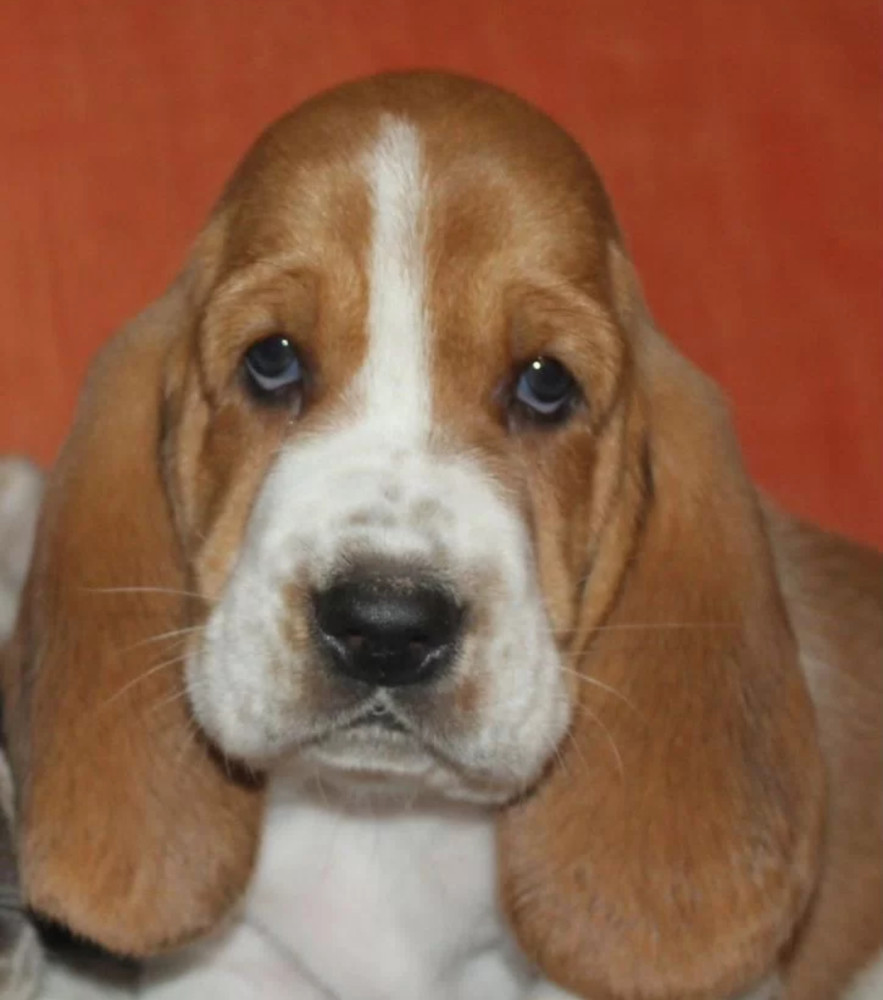 Basset Hound Boy and Girl Puppies Looking for a Home in New York (NY)