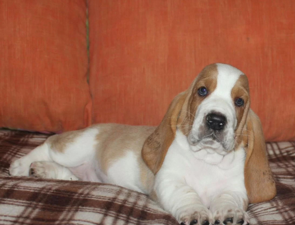 Basset Hound Boy and Girl Puppies Looking for a Home in New York (NY)