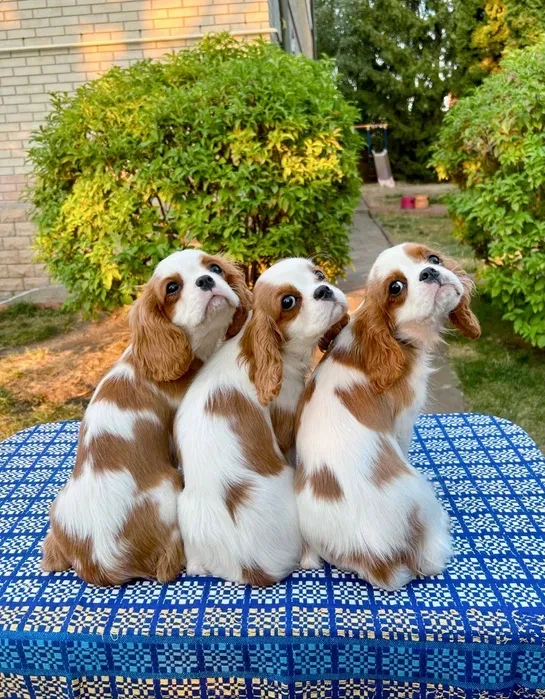 Adorable King Charles Spaniel Puppies for Sale!