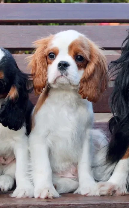 Adorable King Charles Spaniel Puppies for Sale!
