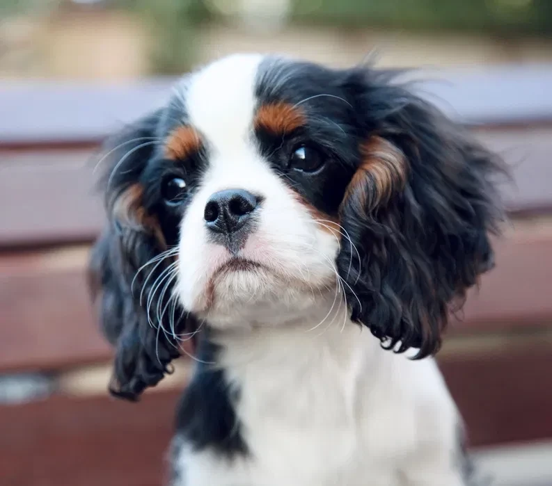 Adorable King Charles Spaniel Puppies for Sale!