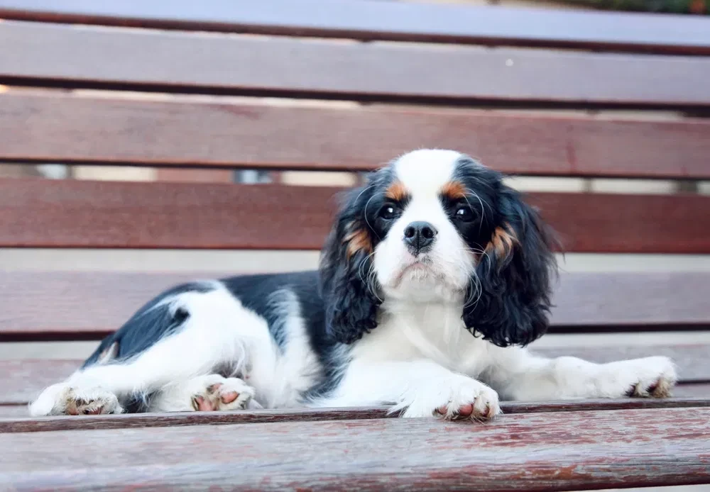 Adorable King Charles Spaniel Puppies for Sale!