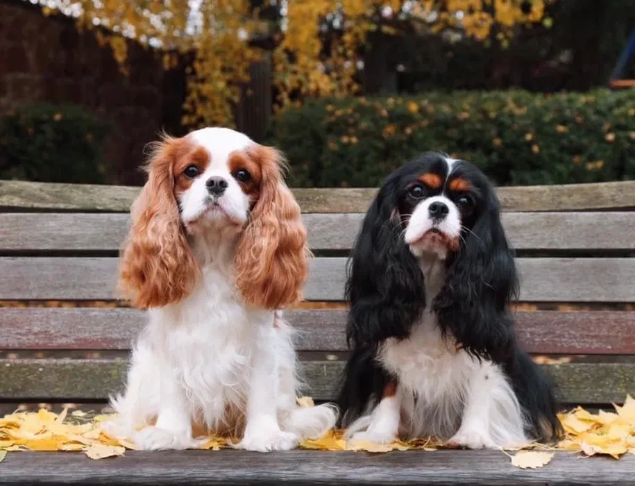 Adorable King Charles Spaniel Puppies for Sale!