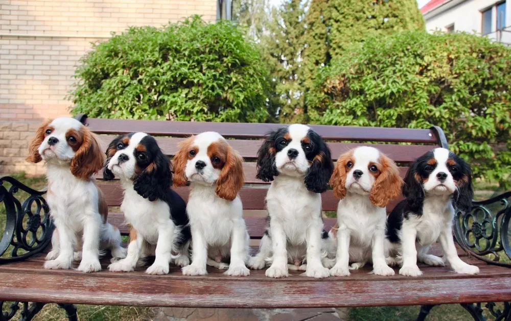 Adorable King Charles Spaniel Puppies for Sale!