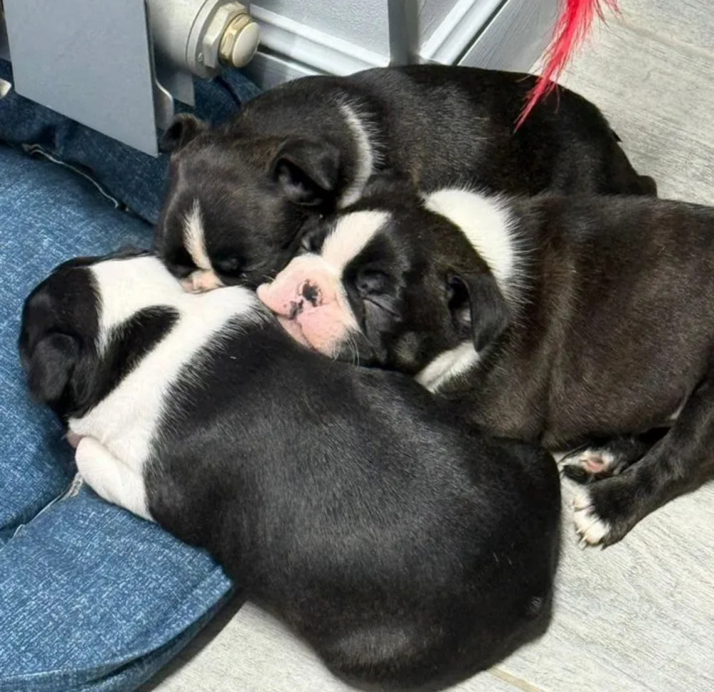 Boston Terrier Puppies for Sale in Pennsylvania (PA)